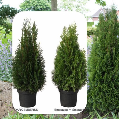 Thuja occidentalis 'Dark Embers' - Harilik elupuu 'Dark Embers' C5/5L Thuja occidentalis 'Dark Embers' - Harilik elupuu 'Dark Embers' C5/5L